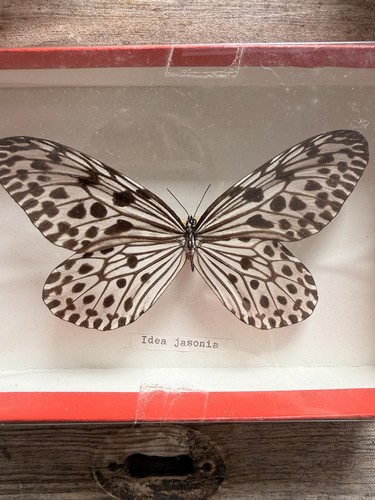 Vintage butterfly box - vintage, in