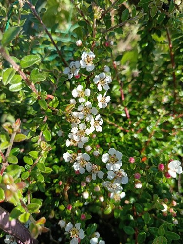 Bare root microphyllus - bare,
