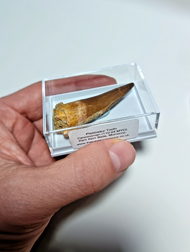 Med large 5cm cretaceous - med-large,