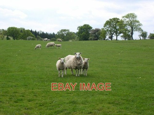Photo curious sheep on - sheep,