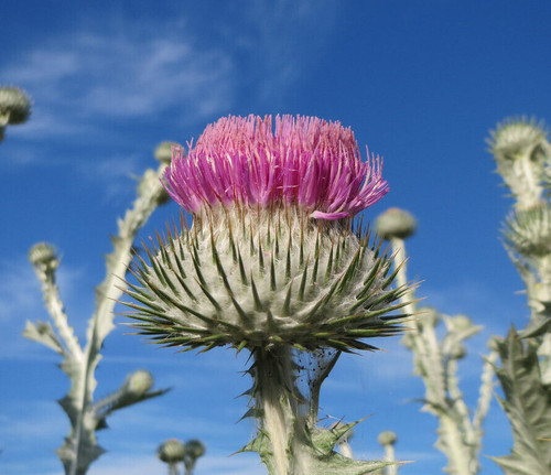 Onopordum acanthium scottish - onopordum, acanthium.