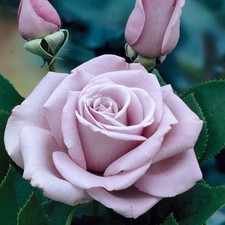 Climbing/Clambing Rose Plant