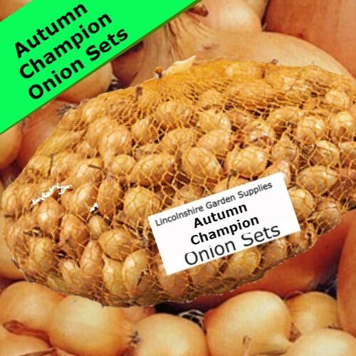 Autumn planting onion sets - planting,