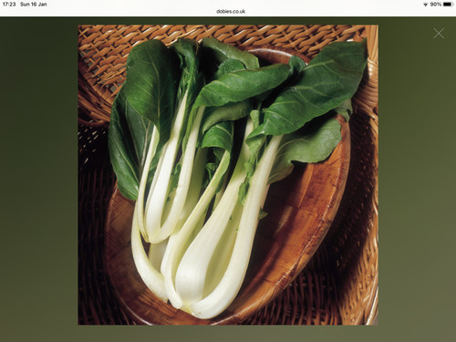 Pak choi canton white dwarf - pak,
