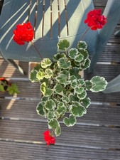 Pelargonium 'Wilhelm Langguth'