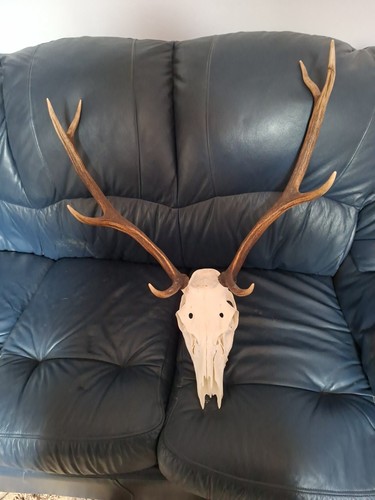 Nice scottish point red - scottish, stag