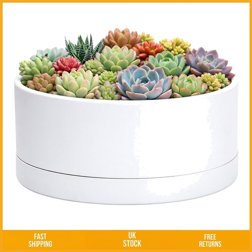 Modern round succulent plastic - modern,