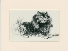 KEESHOND OLD 1930'S MOUNTED DOG ART PRINT by LUCY DAWSON MAC