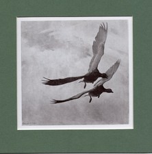 Peter Scott  ~ Pinkfeet High Up  ~ Genuine Original Vintage Print 1944