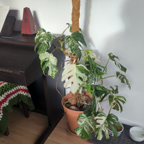 Variegated monstera cutting - variegated,