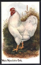 Artist Postcard White Wyandotte Cock, Chicken 