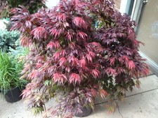 Acer palmatum  Oregon Sunset