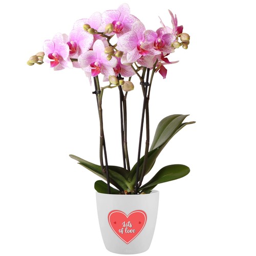 Moth orchid rotterdam real - orchid,