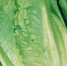 6x Organic Lettuce Romaine Ballon Plug Plants "Grow your Own" Vegetables