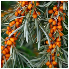 5 Sea Buckthorn Plants 2-3ft
