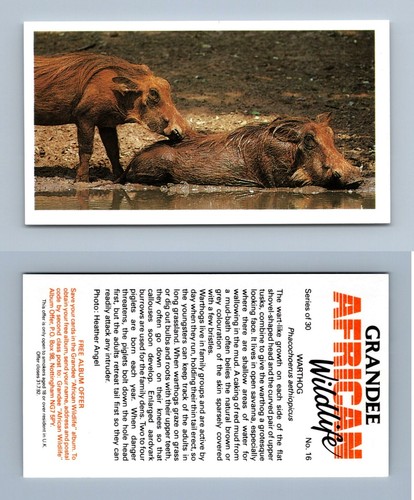 Warthog grandee african - #16,