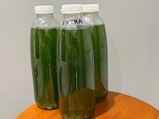 Live Tetraselmis Phytoplankton