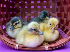 8++ Call Duck Hatching Eggs |