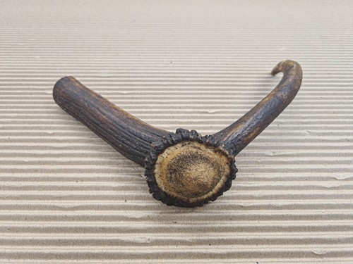 Beautiful deer antler horn - beautiful,