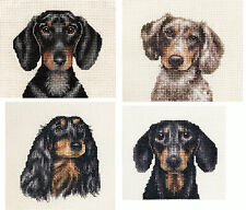 DACHSHUND, DAPPLED, BLACK +