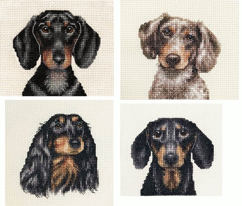 Dachshund dappled black - dappled,, +