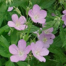 Wild Geranium ( Geranium