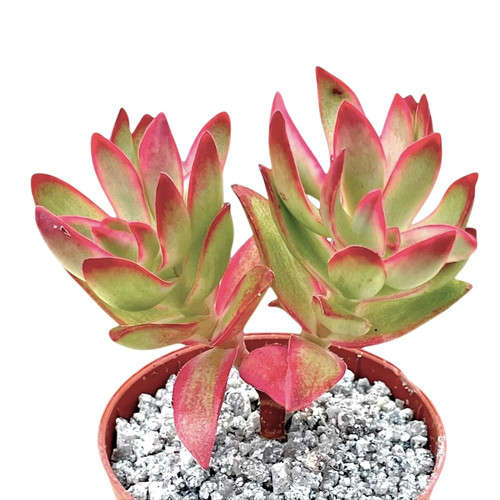 Crassula candy cane uk - crassula,