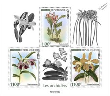 ORCHIDS / Orchid Wild Flowers