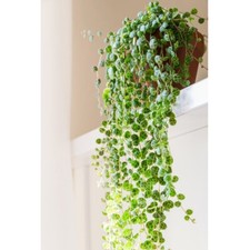 Peperomia prostrata String of Turtles Tender Perennial Pot or Hanging Pot by T&M