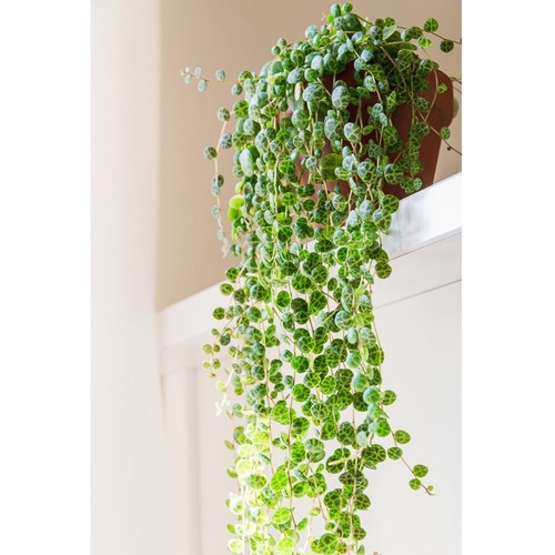 Peperomia prostrata string - peperomia,