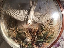 Albino House Martin In Wall