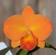 Slc. Mango Spice cattleya