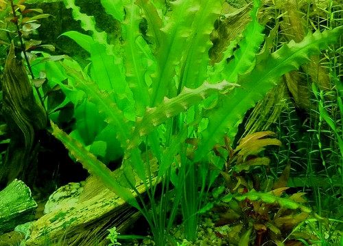 Aponogeton undulatus bulbs - 5,
