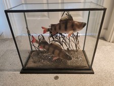 2 Skin Mounted Perch