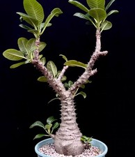 Pachypodium baronii var.windsorii  WYSIWYG