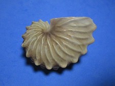 Argonauta hians Lightfoot