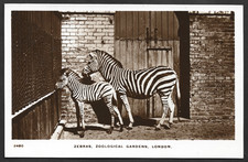 1910 LONDON ZOO ZEBRAS IN THEIR ENCLOSURE ZOOLOGICAL GARDENS REAL PHOTO POSTCARD