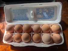 12 Barnyard mix White Leghorn