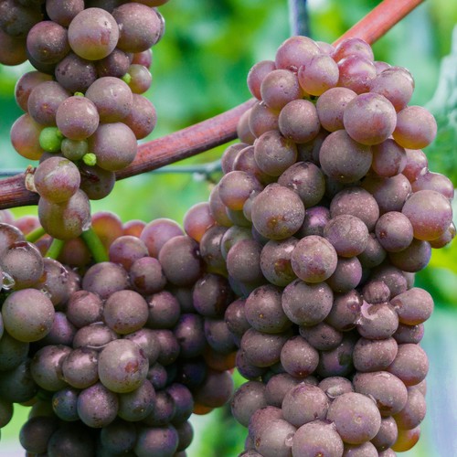 White grape vitis generosa - white,