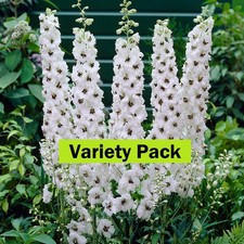 DELPHINIUM 'Variety Pack' x3 plants | 9cm pots | FREE P&P | Despatch from OCT
