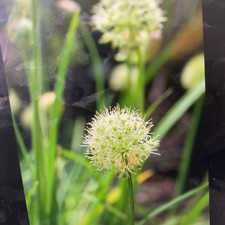 6 Hookers Onion stems Plants  perennial Vegetable Sent Bare Root.