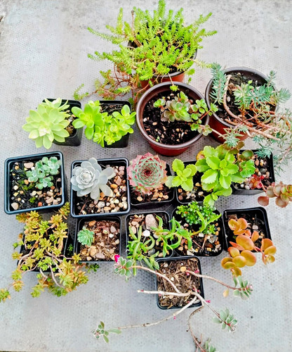 Variety well rooted winter - ,