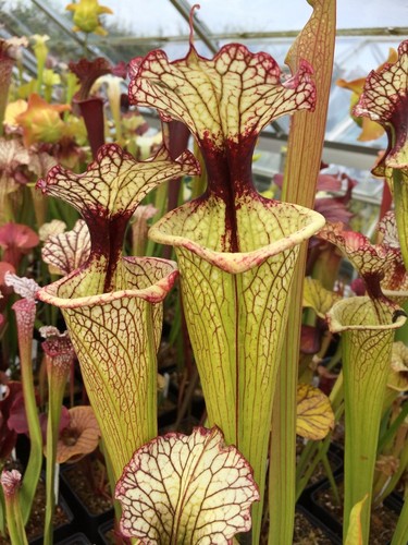 Sarracenia leah wilkerson - sarracenia,