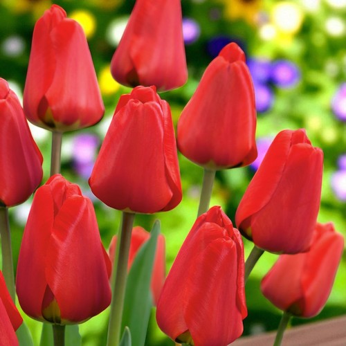 Tulip apeldoorn spring bulbs - apeldoorn,