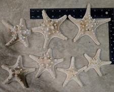 7X PCS DRIED KNOBBY HORNED