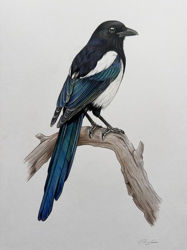 Colorful magpie portrait - colorful,