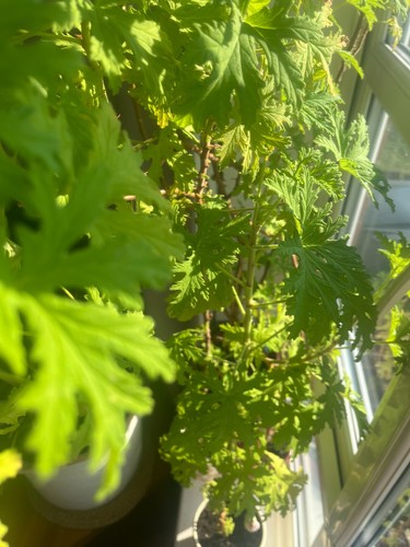 Citronella anginka cytrynka - anginka,
