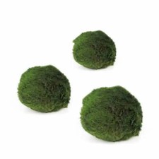 Marimo moss balls -