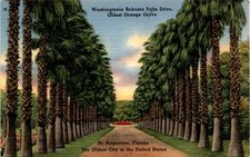 Washingtonia Robusta Palm