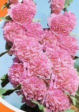 20 x Rose Mallow - Hollyhock